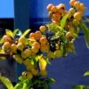 Pommier D'ornement - Malus Golden Hornet -Boutique D'arbustes malus golden hornet 80068 3