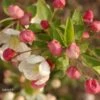 Pommier D'ornement - Malus Perpetu Evereste -Boutique D'arbustes malus perpetu evereste 7873 1