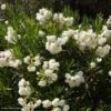 Laurier Rose - Nerium Oleander Blanc -Boutique D'arbustes nerium oleander blanc 833818 1