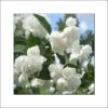 Seringat Blanc - Philadelphus Albâtre -Boutique D'arbustes philadelphus albatre 84187 1