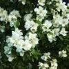 Seringat Des Jardins - Philadelphus Belle Etoile -Boutique D'arbustes philadelphus belle etoile 781753 2
