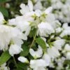 Philadelphus Little White Love - Seringat Nain. -Boutique D'arbustes philadelphus little white love 84191 1
