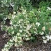 Seringat - Philadelphus Snowbelle -Boutique D'arbustes philadelphus snowbelle 1001572 1