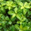 Pittosporum Tenuifolium Golden Ball -Boutique D'arbustes pittosporum tenuifolium golden ball 85615 1 1