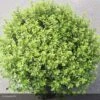 Pittosporum Tenuifolium Midget -Boutique D'arbustes pittosporum tenuifolium midget 15119 1