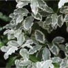 Pittosporum Tenuifolium Elisabeth -Boutique D'arbustes pittosporum tenuifolium elisabeth