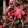 Pommier D'ornement - Malus Dark Rosaleen -Boutique D'arbustes pommier d ornement malus dark rosaleen if 17922 1