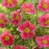Potentilla Fruticosa Danny Boy - Potentille Arbustive à Fleurs Simples Rose Framboise -Boutique D'arbustes potentilla danny boy copyright plantipp 2