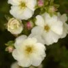 Potentille Arbustive - Potentilla Fruticosa Double Punch Cream -Boutique D'arbustes potentilla fruticosa double punch cream 100806 1