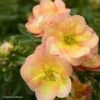 Potentille Arbustive - Potentilla Fruticosa Double Punch Peach -Boutique D'arbustes potentilla fruticosa double punch peach 100809 1