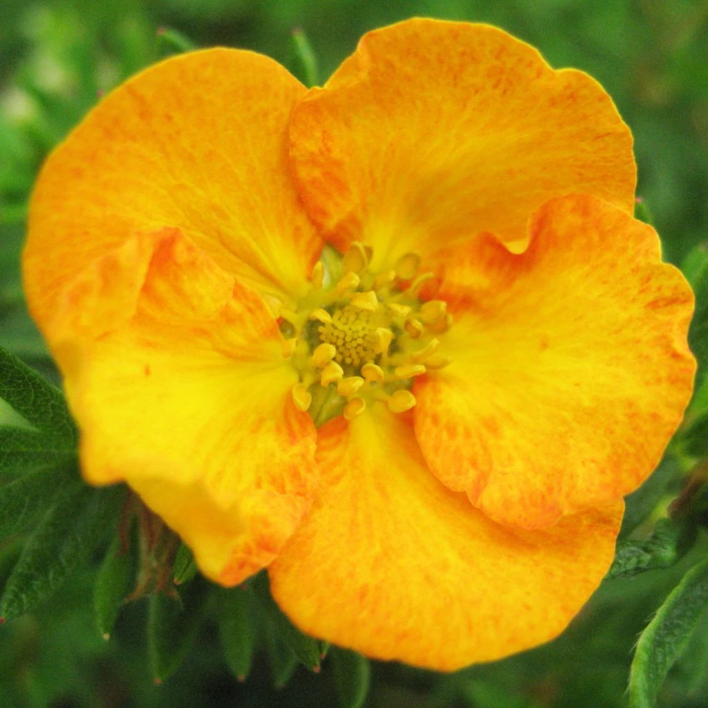Potentilla Fruticosa Tangerine - Potentille Arbustive 3 Potentilla Fruticosa Tangerine - Potentille Arbustive