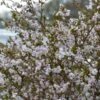 Cerisier à Fleurs Nain Du Japon - Prunus Incisa Kojo No Mai 1 Cerisier à Fleurs Nain Du Japon - Prunus Incisa Kojo No Mai -Boutique D'arbustes prunus incisa kojo no mai 7930 1