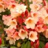 Rhododendron Jingle Bells - Rhododendron Nain -Boutique D'arbustes rhodo jingle bells 80479 1