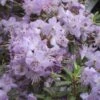 Rhododendron Blue Silver - Rhododendron Nain -Boutique D'arbustes rhododendron blue silver 781705 1 1