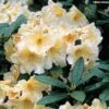 Rhododendron Champagne - Grand Rhododendron -Boutique D'arbustes rhododendron champagne 781706 1