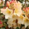 Rhododendron Horizon Monarch - Grand Rhododendron -Boutique D'arbustes rhododendron horizon monarch 80478 1