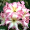 Rhododendron Melrose Flash - Grand Rhododendron -Boutique D'arbustes rhododendron melrose flash 781743 1
