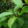 Salix Fargesii - Saule De Farges -Boutique D'arbustes salix fargesii 86438 1