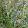 Salix (x) Tetrapla - Saule -Boutique D'arbustes salix tetrapla 100853 1