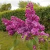Lilas Commun - Syringa Vulgaris Znamya Lenina -Boutique D'arbustes syringa vulgaris znamya lenina 100875 1