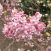Viorne D'hiver - Viburnum Bodnantense Dawn -Boutique D'arbustes viburnum bodnantense dawn 7629 5