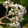 Viorne - Viburnum Le Bois Marquis -Boutique D'arbustes viburnum le bois marquis 7818 1 3