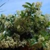 Viburnum Lucidum - Viorne Luisante -Boutique D'arbustes viburnum lucidum arbustes 15748 1