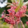 Viorne - Viburnum Nudum Pink Beauty -Boutique D'arbustes viburnum nudum pink beauty 84379 3