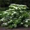 Viorne De Chine - Viburnum Plicatum Mariesii -Boutique D'arbustes viburnum plicatum mariesii 84382 1