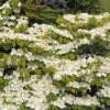 Viorne De Chine - Viburnum Plicatum Mariesii Great Star -Boutique D'arbustes viburnum plicatum mariesii great star 7872 5