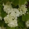 Viorne - Viburnum Plicatum Popcorn -Boutique D'arbustes viburnum plicatum popcorn 7961 5