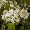 Viorne De Chine - Viburnum Plicatum Shasta -Boutique D'arbustes viburnum plicatum shasta 84383 1
