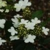 Viorne - Viburnum Plicatum Watanabe -Boutique D'arbustes viorne viburnum plicatum watanabe PC douce 1