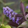 Vitex Agnus-castus Flip Side - Gattilier -Boutique D'arbustes vitex flip side copyright f