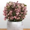 Weigela Florida Vintage Love -Boutique D'arbustes weigela florida vintage love 16350 1