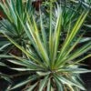 Yucca Bright Star - Yucca Panaché -Boutique D'arbustes yucca bright star 850632 1