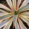 Yucca Gloriosa Citrus Twist® - Dague Espagnole -Boutique D'arbustes yucca gloriosa citrus twist 15357 1