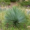 Yucca Rostrata -Boutique D'arbustes yucca rostrata 834932 1